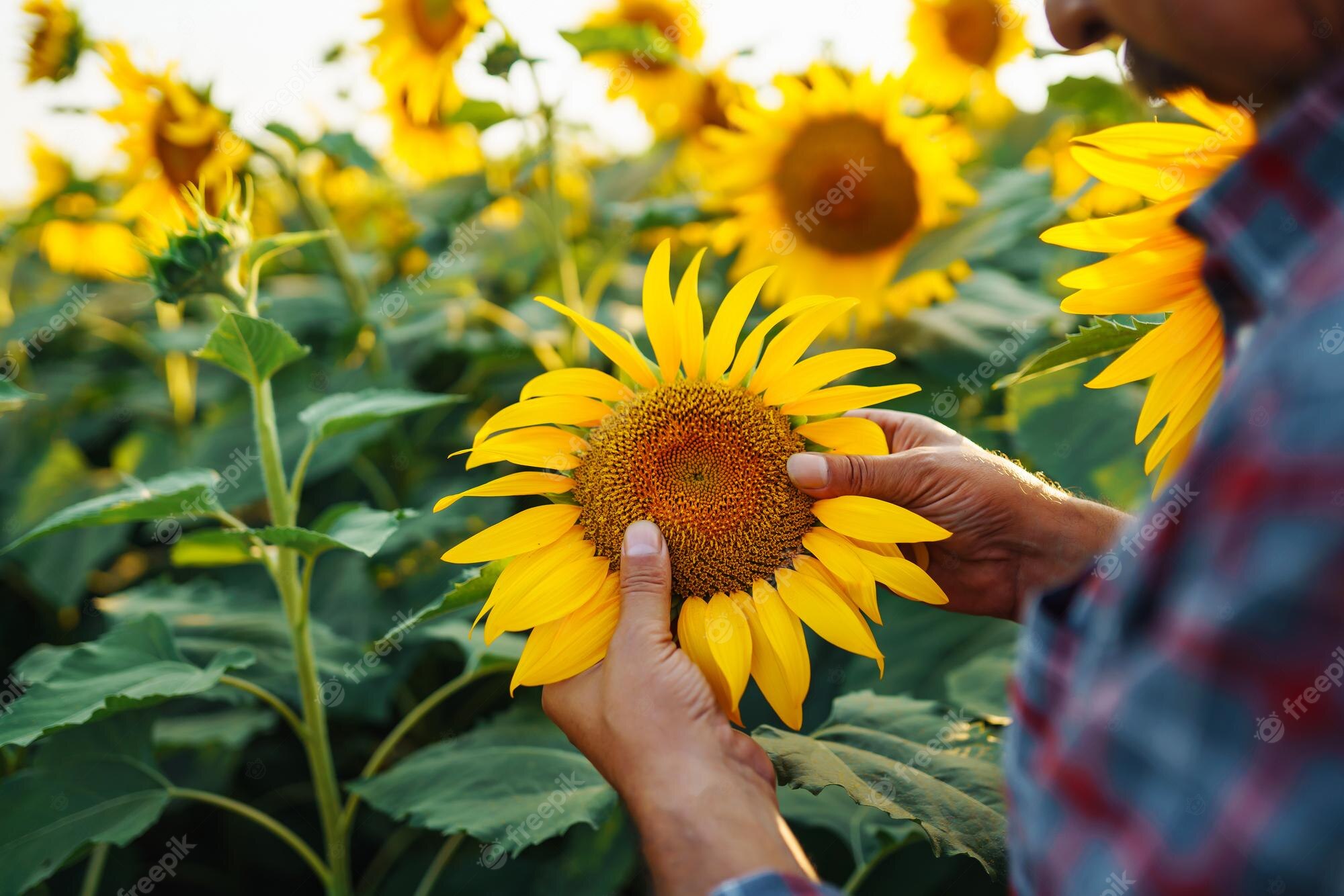 farmer-standing-sunflower-field-looking-sunflower-seeds-harvesting-organic-farming-concept_217236-15341