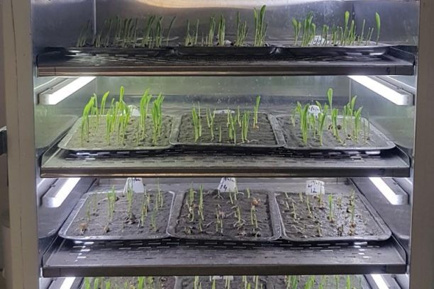 Germination Testing-1