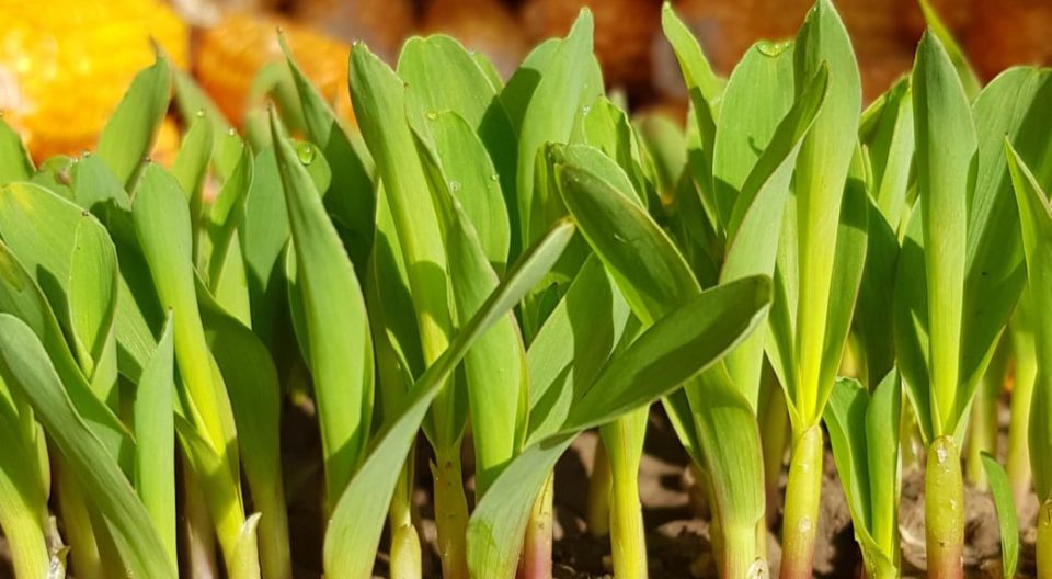 Germination Testing-2